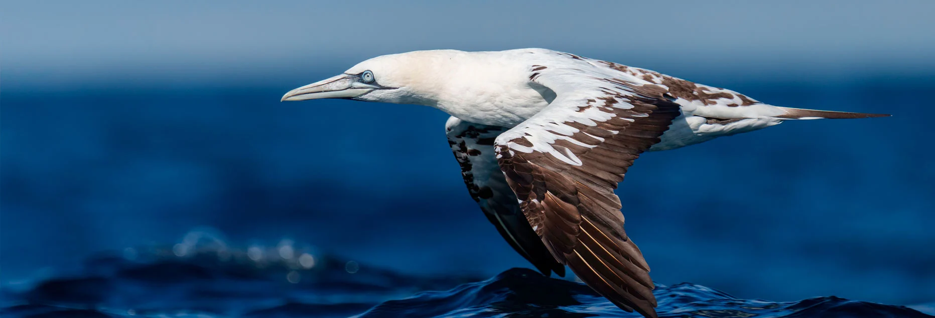 Birdwatching in Lisbon boat tour