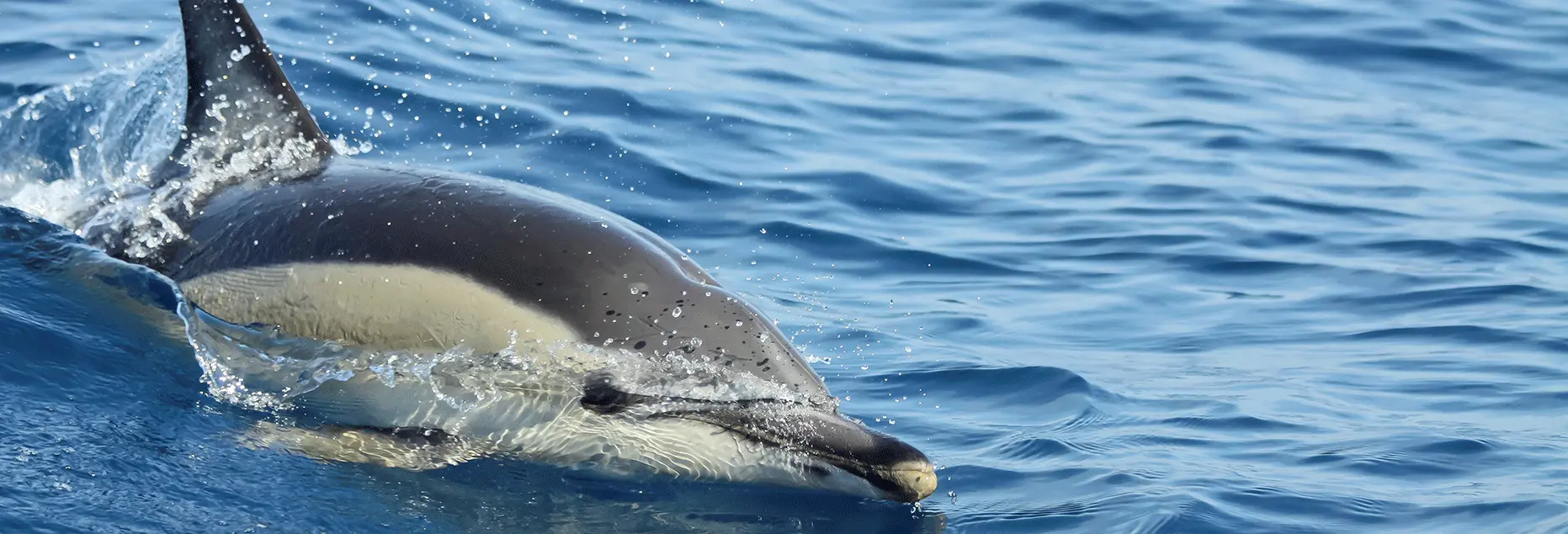 Dolphin Watching